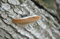 Phellinus igniarius