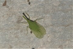 Fulgoridae