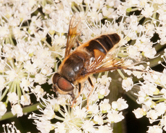 Eristalis pertinax