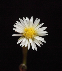Symphyotrichum subulatum squamatum