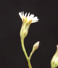 Symphyotrichum subulatum squamatum
