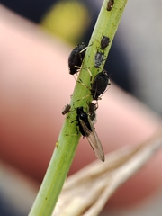 Aphis craccivora