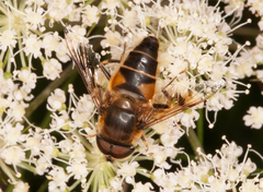 Eristalis pertinax