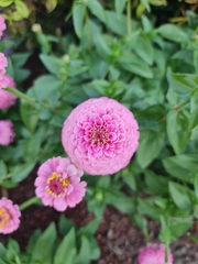 Zinnia elegans