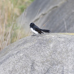 Rhipidura leucophrys