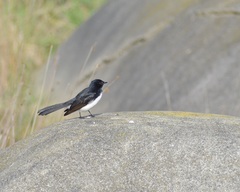 Rhipidura leucophrys