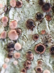 Icmadophila ericetorum