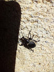 Otiorhynchus vehemens