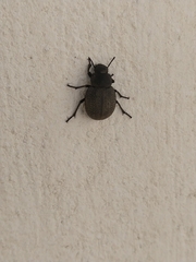 Phymatiotris quadricollis