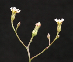 Symphyotrichum subulatum squamatum