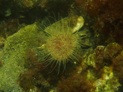 Sagartiogeton undatus
