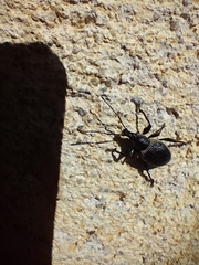 Otiorhynchus vehemens