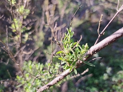 Clinopodium chilense