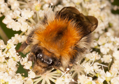 Bombus