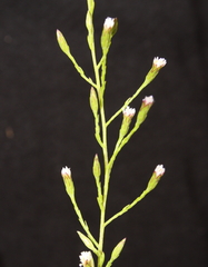 Symphyotrichum subulatum squamatum