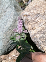 Mentha longifolia
