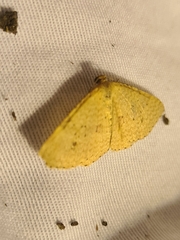 Epicyme rubropunctaria