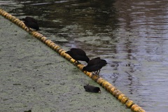 Gallinula tenebrosa