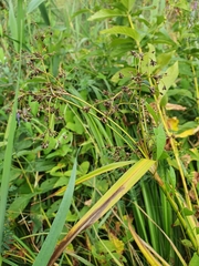 Scirpus sylvaticus