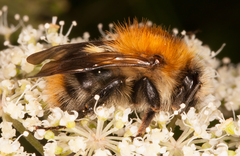 Bombus