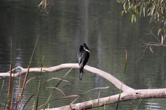 Anhinga novaehollandiae