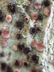 Icmadophila ericetorum