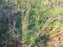 Clinopodium chilense