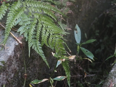 Microlepia strigosa