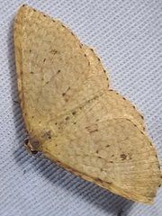 Epicyme rubropunctaria