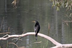 Anhinga novaehollandiae