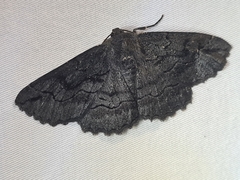 Melanodes anthracitaria