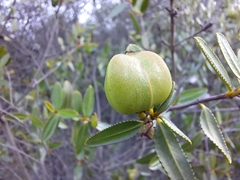 Colliguaja odorifera