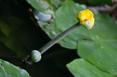 Nuphar lutea