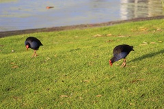 Porphyrio melanotus melanotus