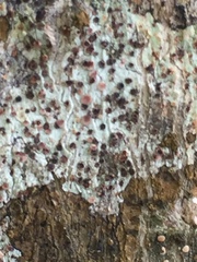 Icmadophila ericetorum