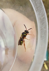 Nomada rufipes