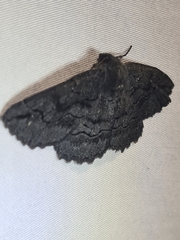 Melanodes anthracitaria