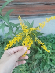 Solidago gigantea