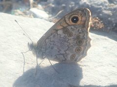 Lasiommata
