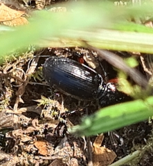 Pterostichus madidus
