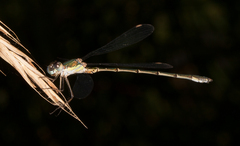 Chalcolestes viridis
