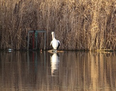 Pelecanus conspicillatus