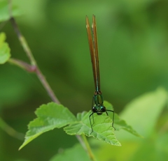 Calopteryx virgo