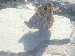 Lasiommata