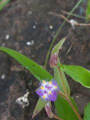 Cyanotis fasciculata