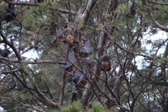 Pteropus poliocephalus