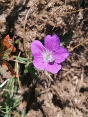 Geranium sanguineum
