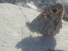 Lasiommata