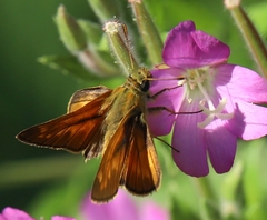 Ochlodes sylvanus