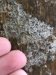 Icmadophila ericetorum